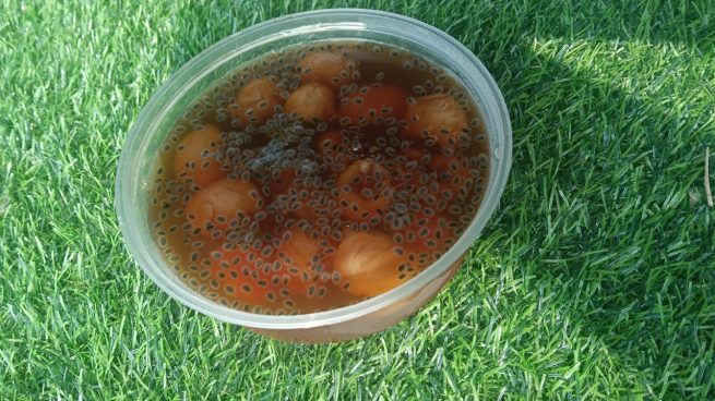 Agar2 Fruits with Chia Seeds - Image 4